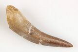 Fossil Plesiosaur (Zarafasaura) Tooth - Morocco #202015-1